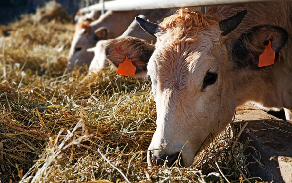Cows in farm — Stock Photo, Image