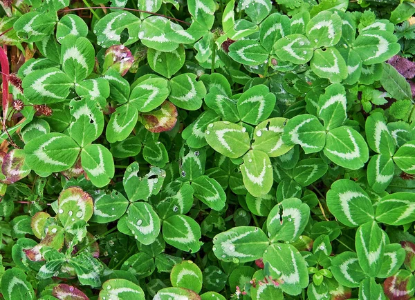 Clovers — Stock fotografie