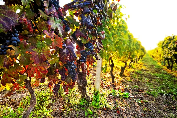Szőlő, szőlő szüret. — Stock Fotó