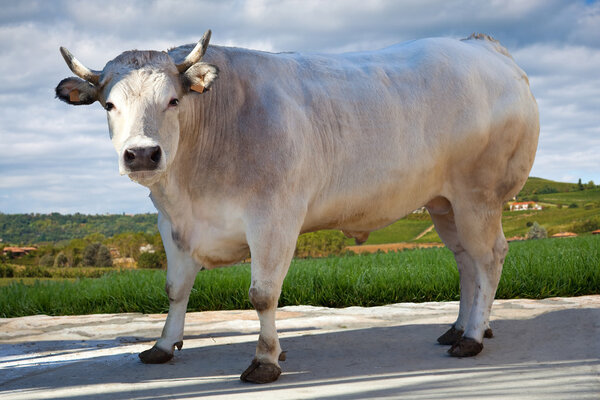 Buey. Colinas en el fondo . — Foto de Stock
