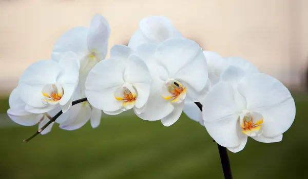 White orchids — Stock Photo, Image