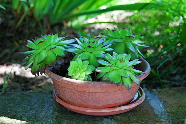 Piante grasse in vaso — Foto Stock