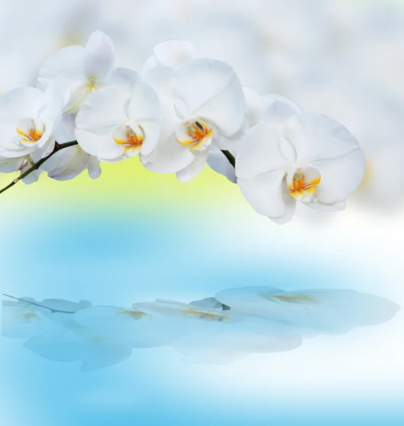 Close up of orchids with reflection. — Stock Photo, Image