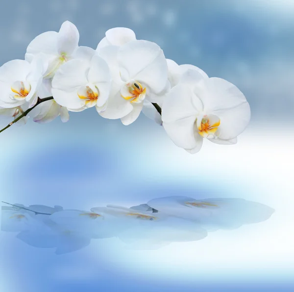 Close up of orchids with reflection. — Stock Photo, Image