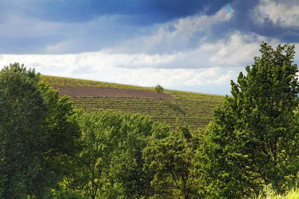 Winnica, asti, Piemontu, Włochy — Zdjęcie stockowe
