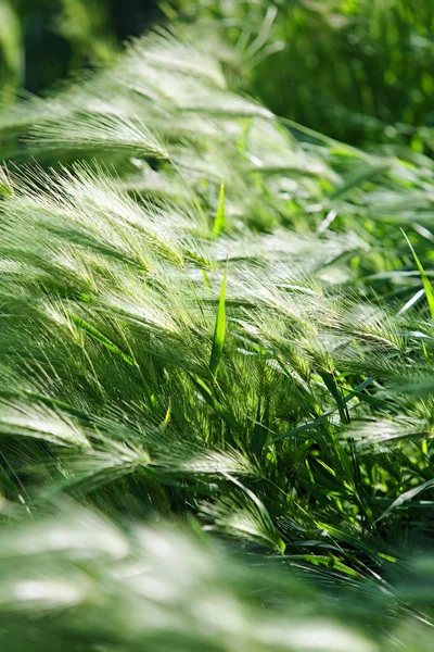 Wheat ears — Stock Photo, Image