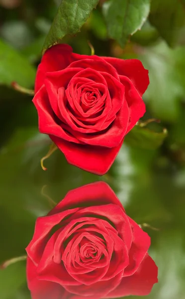 Rose med reflektion. — Stockfoto