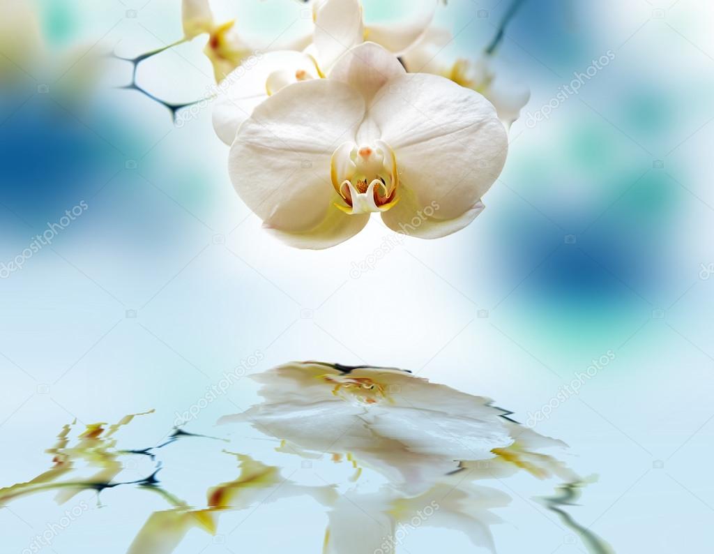 Orchid with reflection.