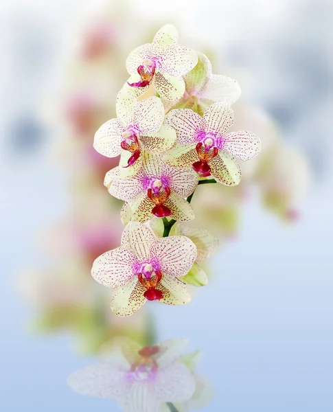 Orchids — Stock Photo, Image