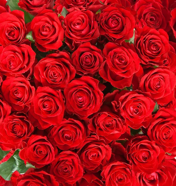 Červené růže Stock Obrázky