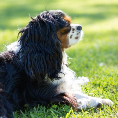 Güneşli bir günde doğada bir Şövalye Kral Charles Spaniel köpeği. Seçici odak