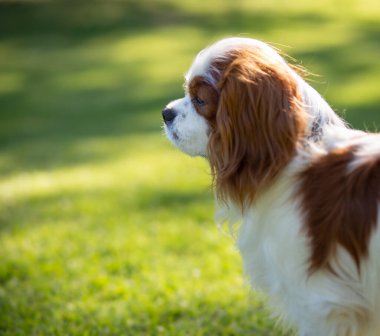 Güneşli bir günde doğada bir Şövalye Kral Charles Spaniel köpeği. Logon veya metnin için seçici odak ve boşluk.
