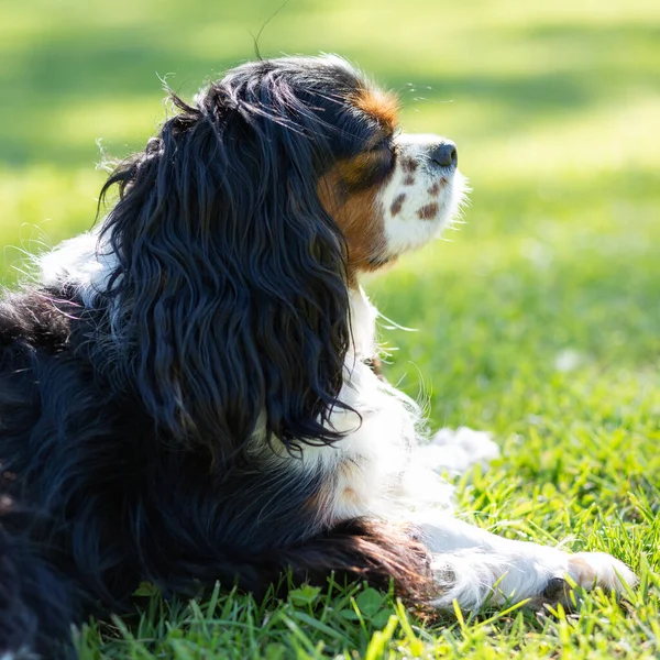 晴れた日に自然の中でキャバリエ王チャールズ スパニエル犬 選択的焦点 — ストック写真