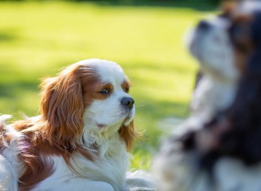 Güneşli bir günde doğada bir Şövalye Kral Charles Spaniel köpeği. Seçici odaklanma. Ön planda, başka bir Cavalier King köpeği.