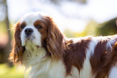 Güneşli bir günde doğada bir Şövalye Kral Charles Spaniel köpeği. Seçici odak