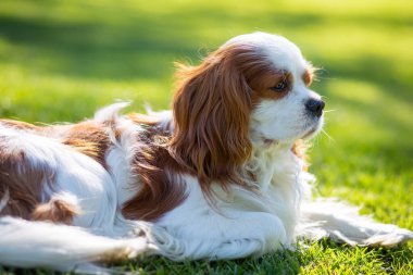 Güneşli bir günde doğada bir Şövalye Kral Charles Spaniel köpeği. Seçici odak