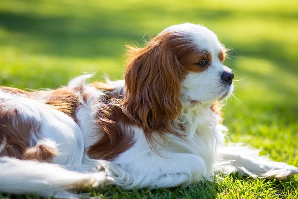 晴れた日に自然の中でキャバリエ王チャールズ スパニエル犬 選択的焦点 — ストック写真