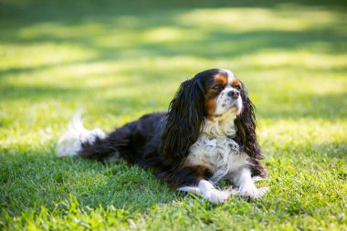 Güneşli bir günde doğada bir Şövalye Kral Charles Spaniel köpeği. Seçici odak