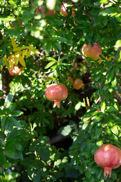 Árbol Granada Con Hojas Frutos — Foto de Stock