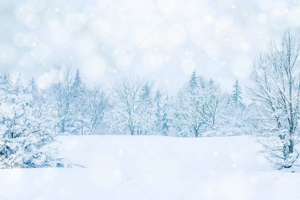 Beautiful Winter Forest Landscape. Winter Background. Snowing Day