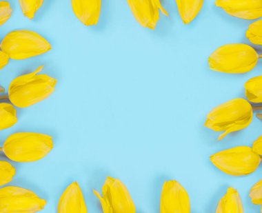 Mavi Arkaplanda sarı lale çiçekleri, kopyalama alanı, düz uzanma 