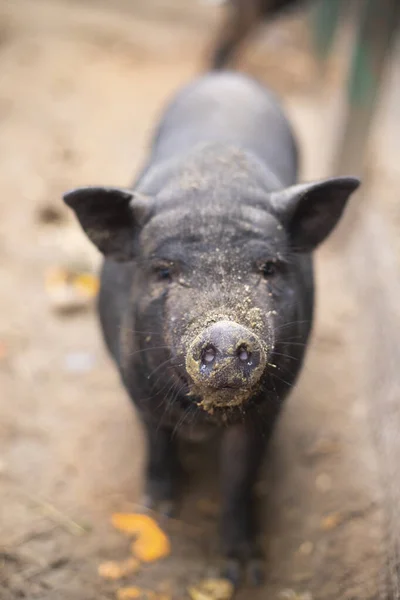 A black pig on a farm, a big swarm showing its nose and sniffing. oink