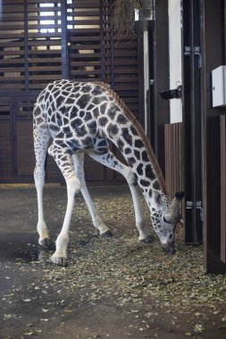 Büyük hayvanlar. Zürafa içeride yaprak yiyor.