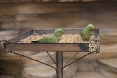 Halkalı papağan. Kuşlar bir tahıl ambarında oturur.