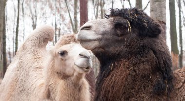Bir çift deve. Hayvanların yakın plan portresi