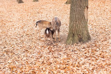 Geyik ailesi. Roe geyiği küçük geyikleri besler