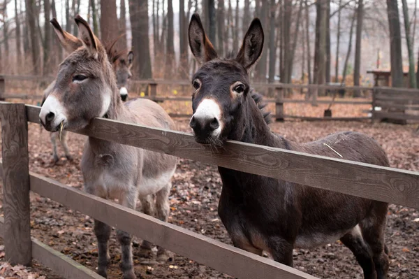 Two Donkeys Standing Fence Swish Creatures Farm Animals — Stock Photo, Image