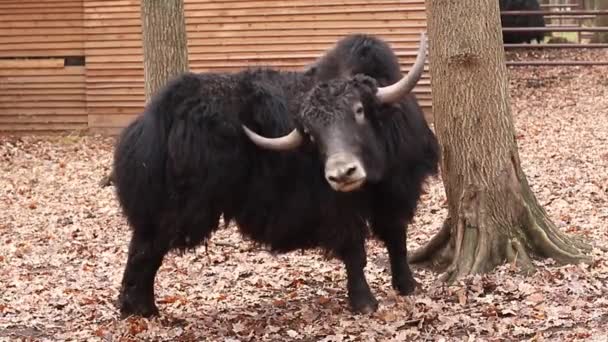 一头长着角的大黑公牛被钩住的动物 — 图库视频影像