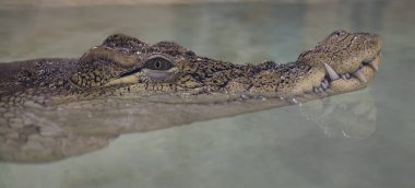 Alligator portrait. Crocodile eye. A reptile peeps out of the water