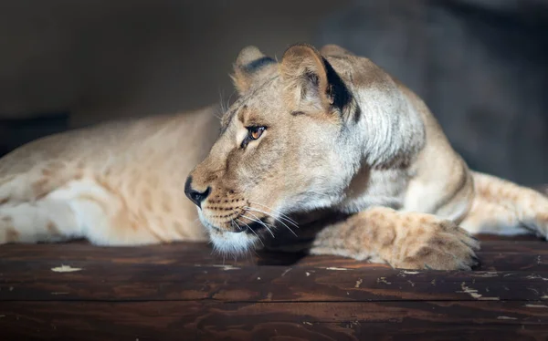 Portrait Lioness Lying Wooden Boards Cat Family — Fotografia de Stock