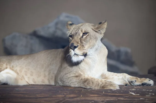 Lioness Close Predatory Animal Female Lion — Fotografia de Stock