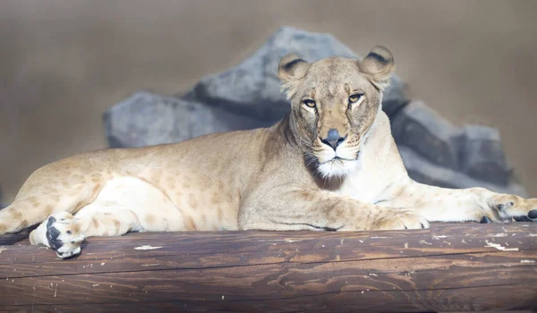 Beautiful Lioness Lies Looks Camera Hunter Resting Predatory Animal — Fotografia de Stock