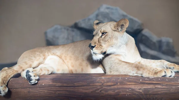 Isolated Lioness Lying Wooden Boards Species Carnivorous Mammals — Fotografia de Stock