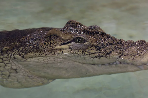 Crocodile eye. Reptile in the water.