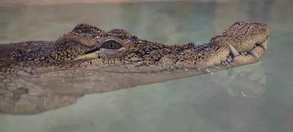 Alligator portrait. Crocodile eye. A reptile peeps out of the water