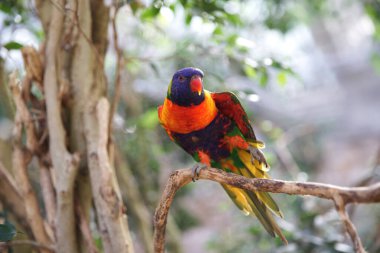 Bir dalda papağan Lori. Arka plan bulanık, makro. renkli kuş
