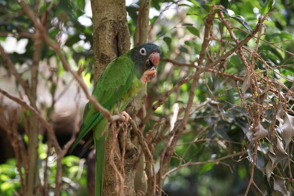 A green parrot sits on a tree. Amazon. Luxurious mountain parrot. Nature and birds.