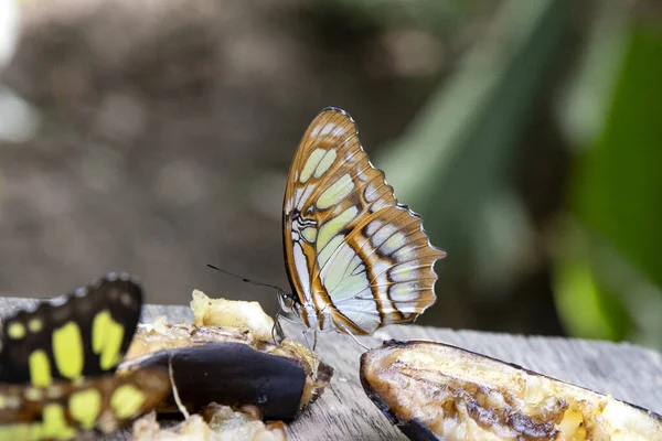 Beautiful Butterfly Side View Order Insects Complete Reversa — Fotografia de Stock