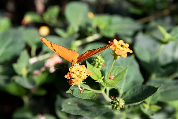 Orange Butterfly Sits Flowers Insect Blurred Background —  Fotos de Stock