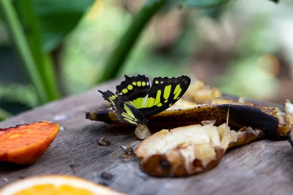 Insect Wings Butterfly Eats Fruit — стоковое фото