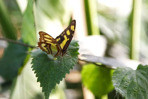 Tropical Black Yellow Butterfly Green Foliage Macro —  Fotos de Stock