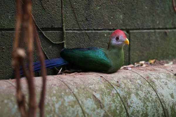 Turaco Fischer Ist Eine Vogelart Aus Der Familie Turac Exotischer — Stockfoto