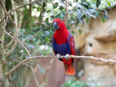 Parrot Eclectus rotatus red girl. Bird Macro