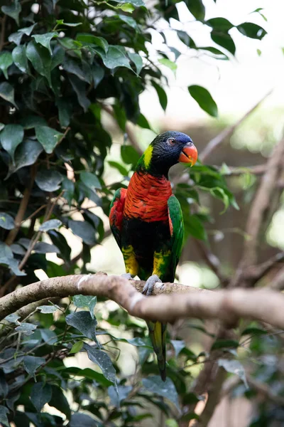 Parrot Lori Tree Branch Beautiful Bird — Fotografia de Stock