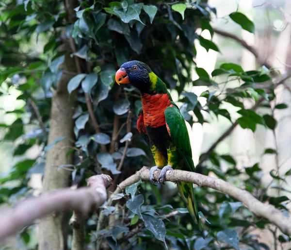 Bird Tree Parrot Lori Green Background — ストック写真