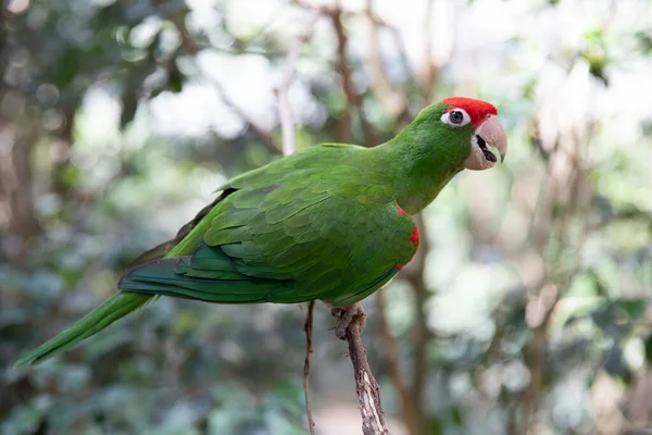 Congo Parakeet Green Parrot Red Head Bird Close — ストック写真